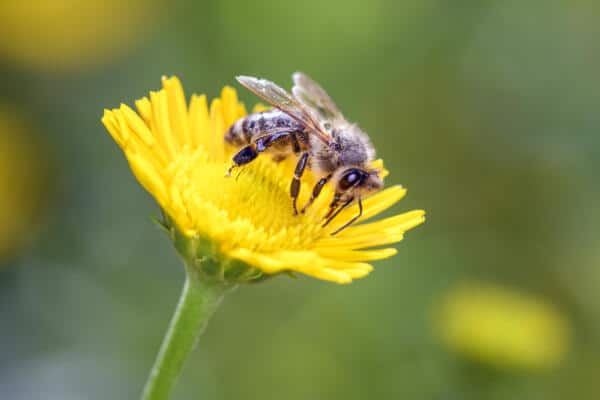 Government publishes guidance on public authorities’ enhanced biodiversity duty