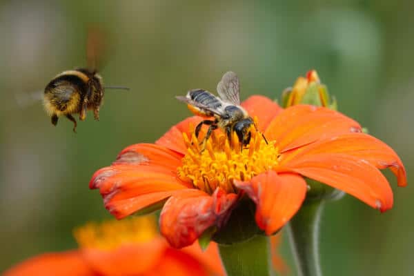 Natural Capital And Biodiversity Net Gain